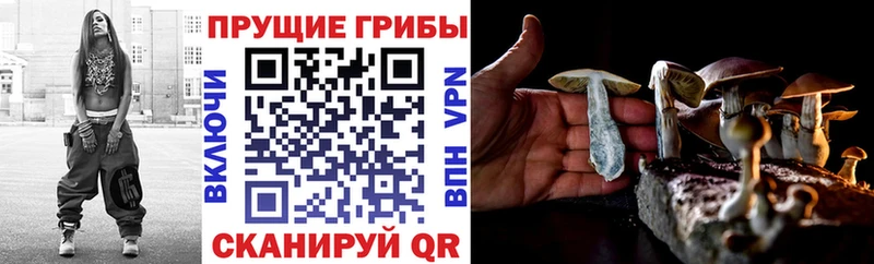 магазин продажи   Саранск  Псилоцибиновые грибы GOLDEN TEACHER 